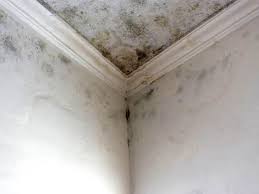 Best Water Damage & Mold Remediation  in South San Gabriel, CA