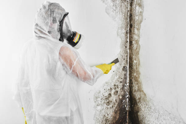 Why You Should Choose Our Mold Remediation Services in South San Gabriel, CA